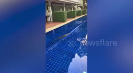 German tourist terrified by huge monitor lizard in hotel swimming pool
