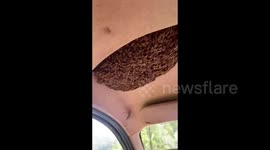 Un-bee-lievable! Fearless man drives along with swarm of bees in car
