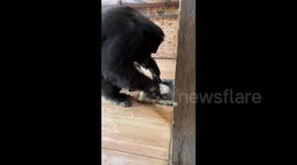 Meet the talented chimp that washes his own plates after eating
