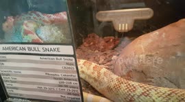 American Bull Snake that can make loud sounds like a Bull Grunting