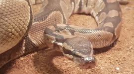 Two Python Snakes look around thire house enclosure tank today