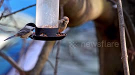 Black-capped Chickadee and Tufted Titmouse and sparrow is eating at bird feeder in winter season