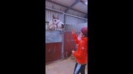 Super smart horse answers when questioned!