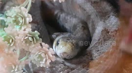 Corn Snake species of Rat snake keeping warm in a ball in its enclosure