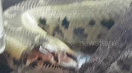 Royal Python Snake was resting and curled up in its home tank