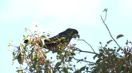 A splendid pair of Forest Red-tailed Black Cockatoos munching woody gumnuts.