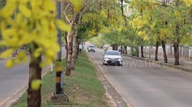 Bright yellow blossom lines three mile stretch of road in Thailand