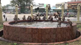 Monkeys cool off in paddling pool as temperatures touch 40C in Thailand