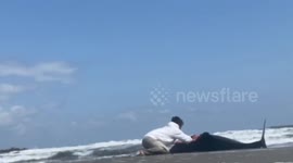 Man desperately tries to save dolphin after 30 wash ashore in Chiba, Japan