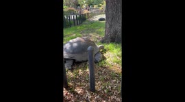 Aldabra Tortoise. Huge turtle between 500 to 800 pounds. They said it’s almost 100 years old.