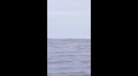 Big whale Capture at the right moment at the right time live in the  capture life's nature