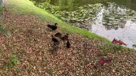 Baby ducks with mama out for the evening