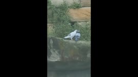 Pigeons kissing