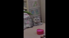 Playful cat lets little girl decorate body with hairpins