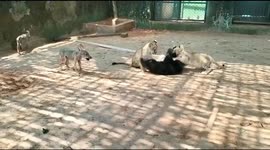 Adorable clip shows lion, bear, hyena cubs playing together