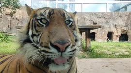 Detail of the head of the rare Sumatran tiger