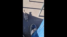 Cute bird came to me while having a snack and he decided to eat with me. I fed it with my own hand, that was cute