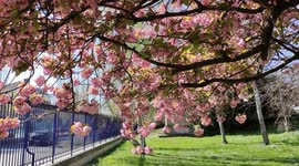Sakura cherry trees in Paris, France. Parc de Montsouris. Hanami 2023. 8 april 2023