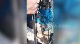 Leopard strays into house in central India, captured