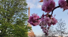 Sakura in Paris. Eiffel Tower, France. 8 april 2023