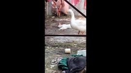 Who's dare? three swans or one of lazy cat? seen in this video
