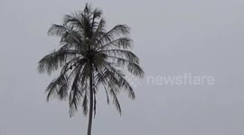 Male Bird Make A Nest For His Couple On The Coconut Tree In Indonesia