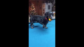 Dachshund Bonnie: the billiard ball bandit of Winkler!