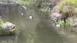 Japanese Garden Preston, Lancashire - United Kingdom