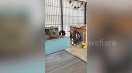 Meet the animal lover who ditched her day job and spent £50k to save over 200 bunnies - who live inside her home.