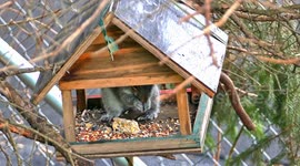 Grey squirrel eating inside bird feeder seed and bird food in winter season