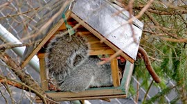 Close up from grey squirrel eating inside bird feeder seed and bird food in winter season.