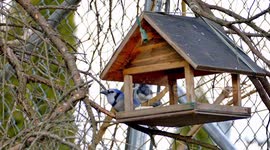 Hungry blue jay is eating inside home made wooden bird feeder bird food and looking around
