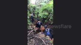 Feline friend on the mountain: wild cat joins climbers in Bogor, Indonesia