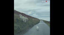 Newborn lamb's first time jumping up a hill is a humbling experience