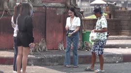 Wild monkeys climb over tourists feeding them snacks in Thailand