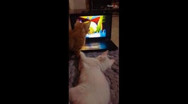 Cats are unbudgeable while watching a Tom & Jerry episode