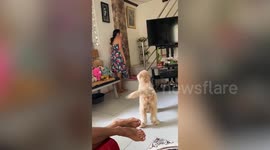 Confused dog tries to get family’s attention as they pretend he's invisible