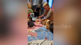 Protective pet Beagle defends little boy from being scolded by his father