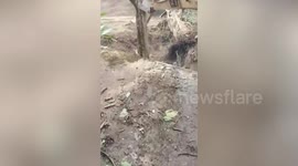Karma! Excavator plunges into ditch as it knocks down 'sacred' Buddhist tree