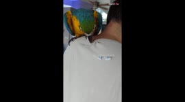 'That's so Lit!' - Macaw is focused on destroying Cloth Tags