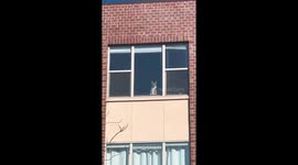 Adorable dog waits for owner in cute moment