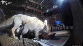 Watch adorable fox cub wag tail while greedily gulping down food left out by London homeowner
