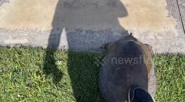 Man helps softshell snapping turtle cross street in Florida toward nearby pond