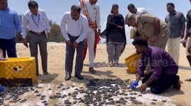 Almost 2,000 sea turtles released under watchful eyes of officials in southern India