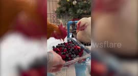 Meet Shrimp, the rooster who has fallen madly in love with disabled hen Basil