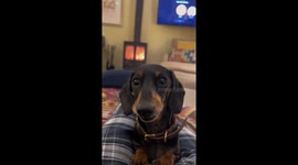 Watch this adorable dachshund smile on command | Upper Minety, UK