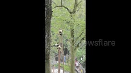 Playful panda 'dances' on tree branches at southern China's sanctuary