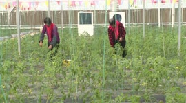 Vegetable Breeding Base in Lianyungang, China