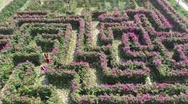Stunning aerial footage reveals tourists delighted in 'flower maze' in southwest China