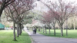 Cherry blossom season continues in London's Battersea Park as Spring begins